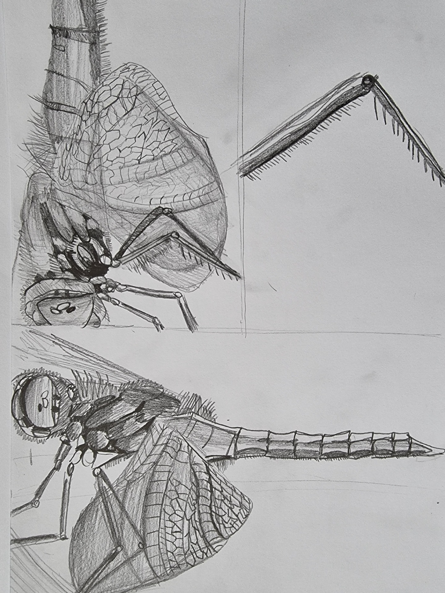 Hmyzáky 🦋🐛🕷🦗 - Obrázok 3