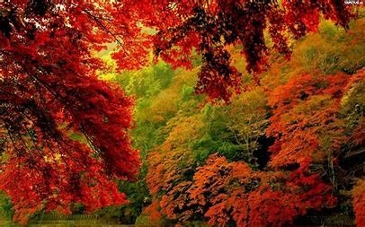 Mieniące się jesiennymi kolorami korony drzew. Tu w charakterze linku graficznego do informacji o konkursie.