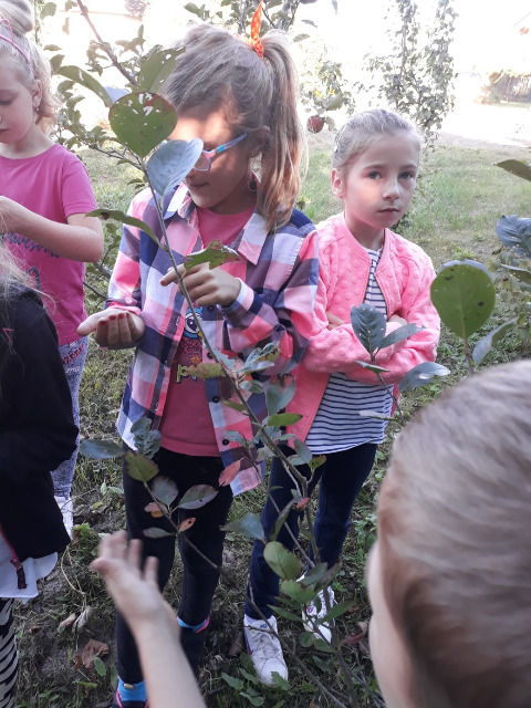 13.IX.2018 – klasa 1- 2 zajęcia przyrodnicze w ogrodzie warzywnym - Obrazek 4