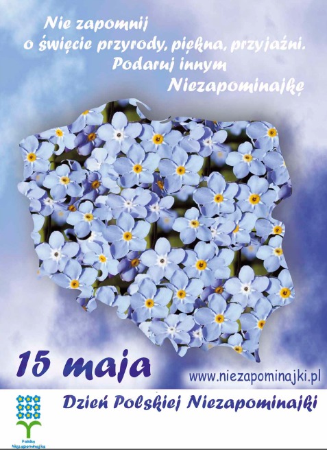 Dzień Polskiej Niezapominajki  - Obrazek 1
