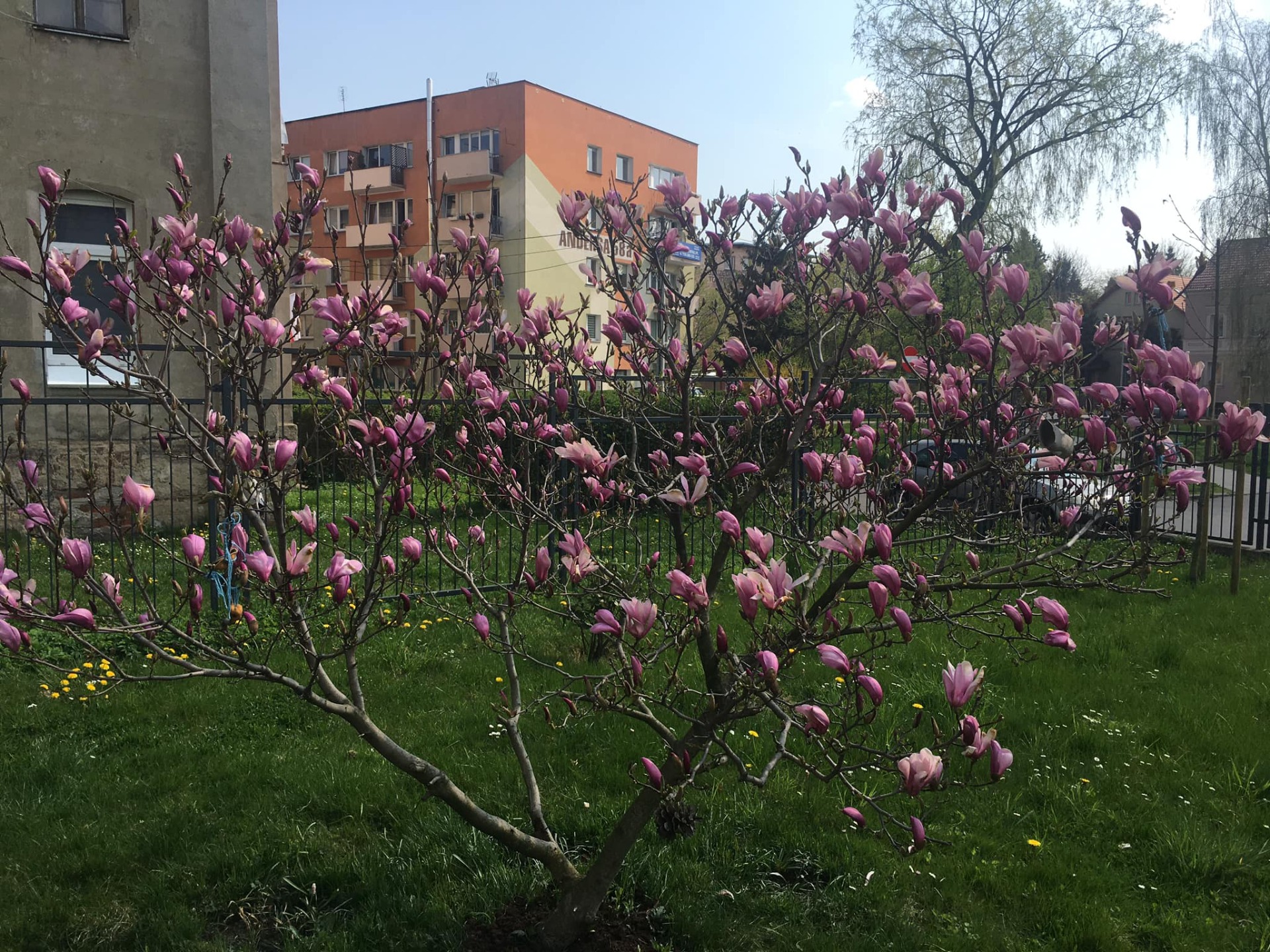 Kolory wiosny na dziedzińcu  - Obrazek 1