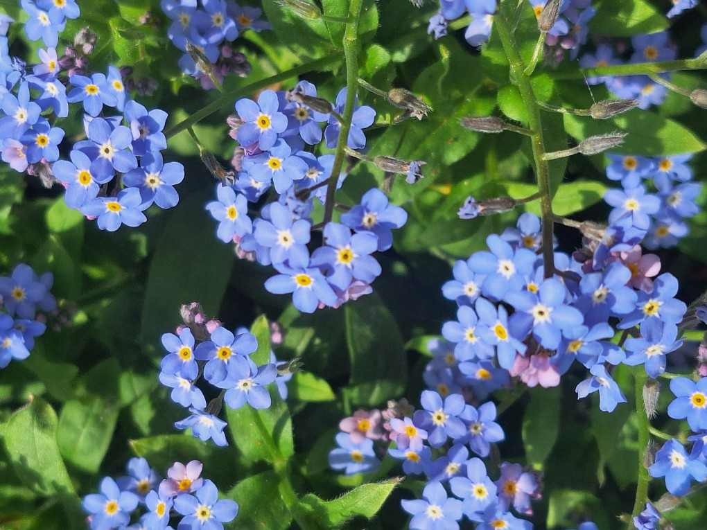 Na zdjęciu niezapominajki - niebieskie drobne kwiatki
