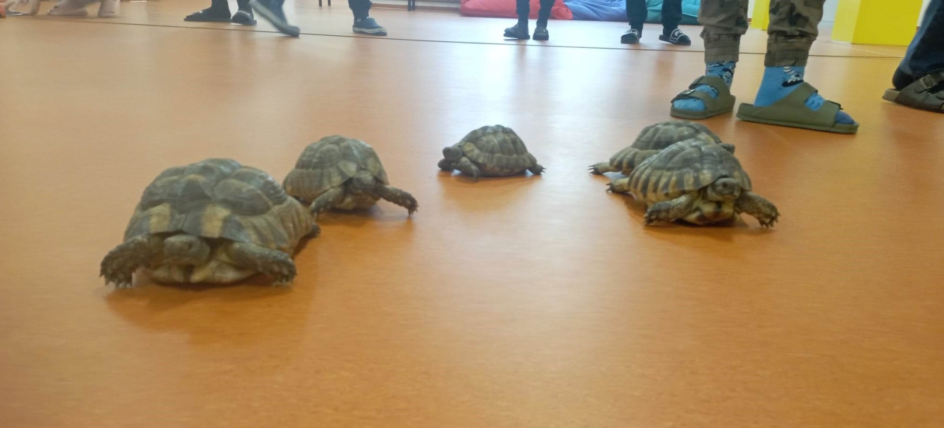 Projektové vyučování s želvami v 6. třídě - Obrázek 1