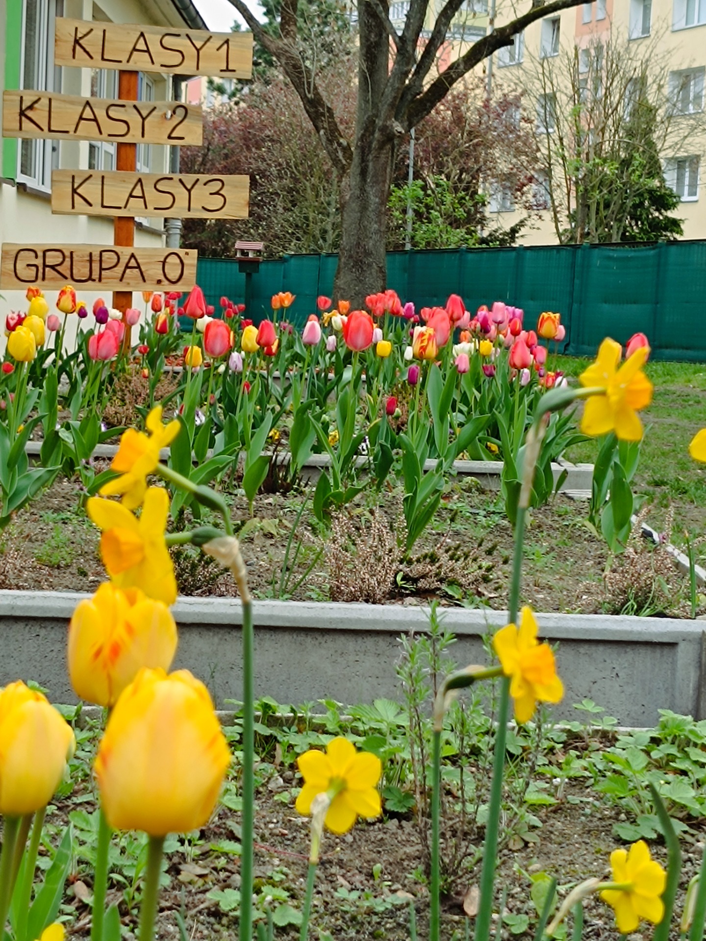Tulipany w szkolnym ogrodzie SP20 Szczecin. Fot. PK